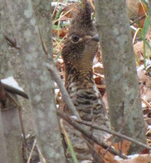 Grouse Find Super Zoom