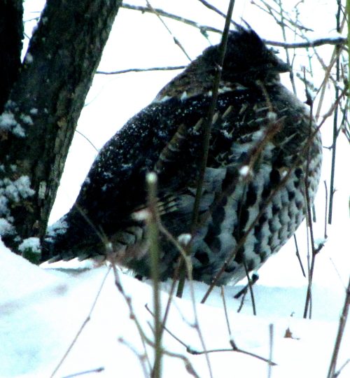 Grouse roost contrast